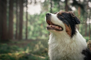 chien