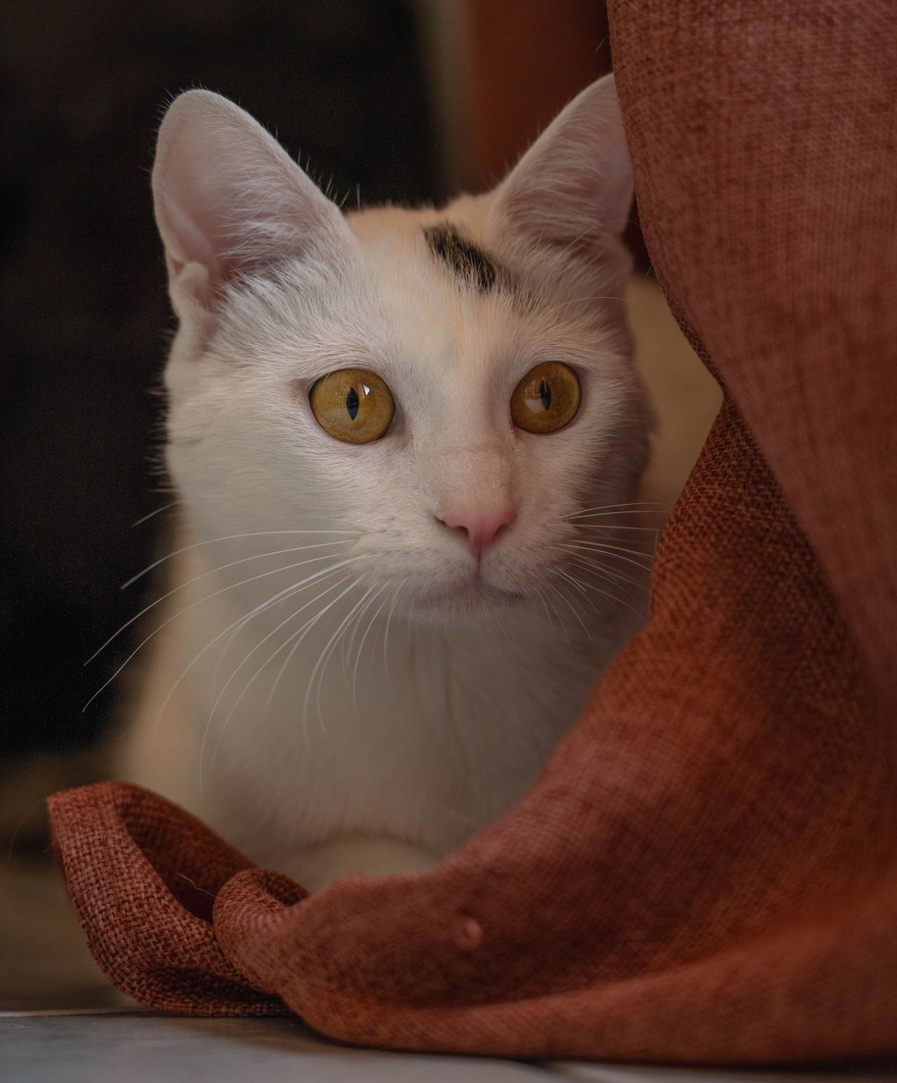 photographe chat