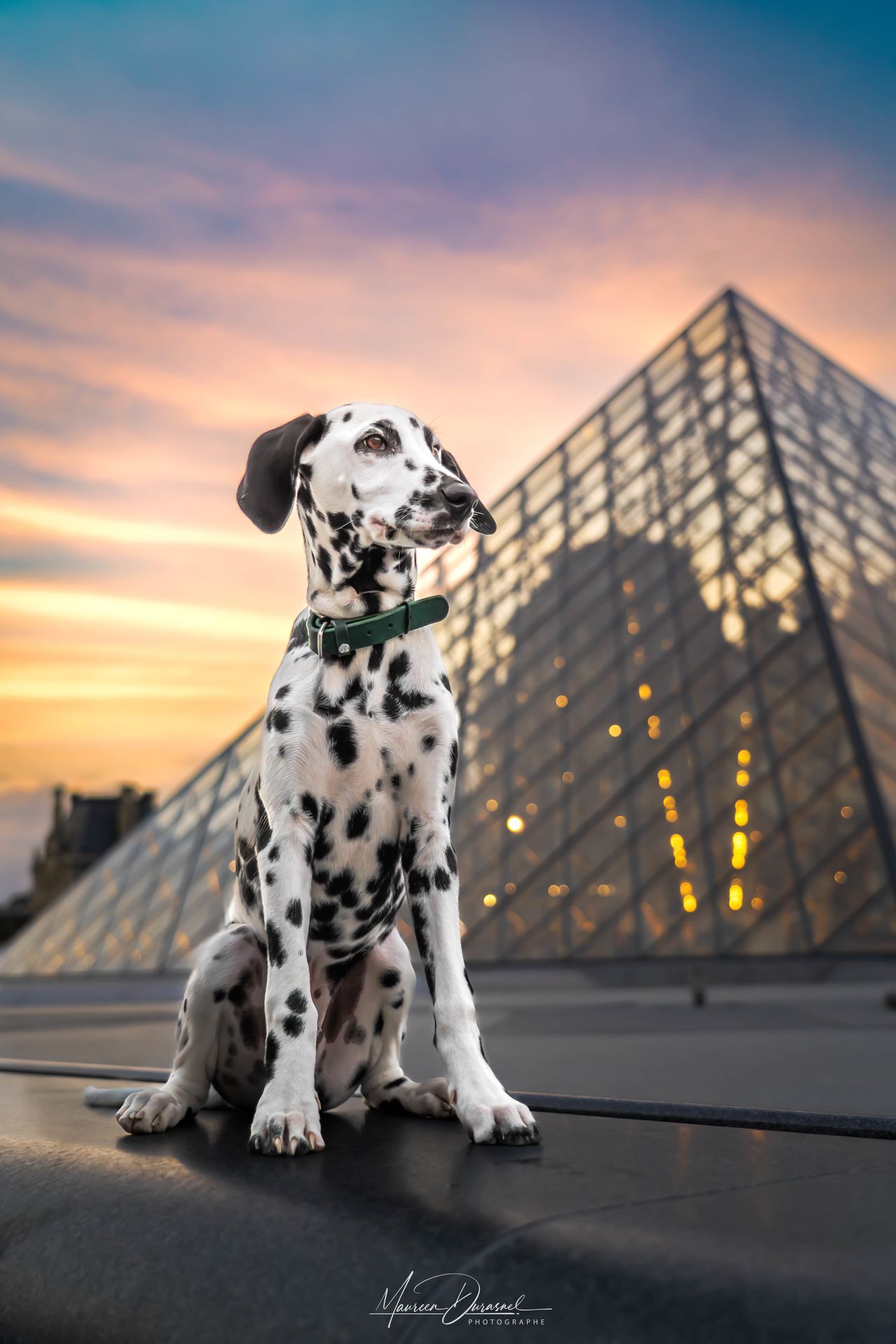 photographe chien