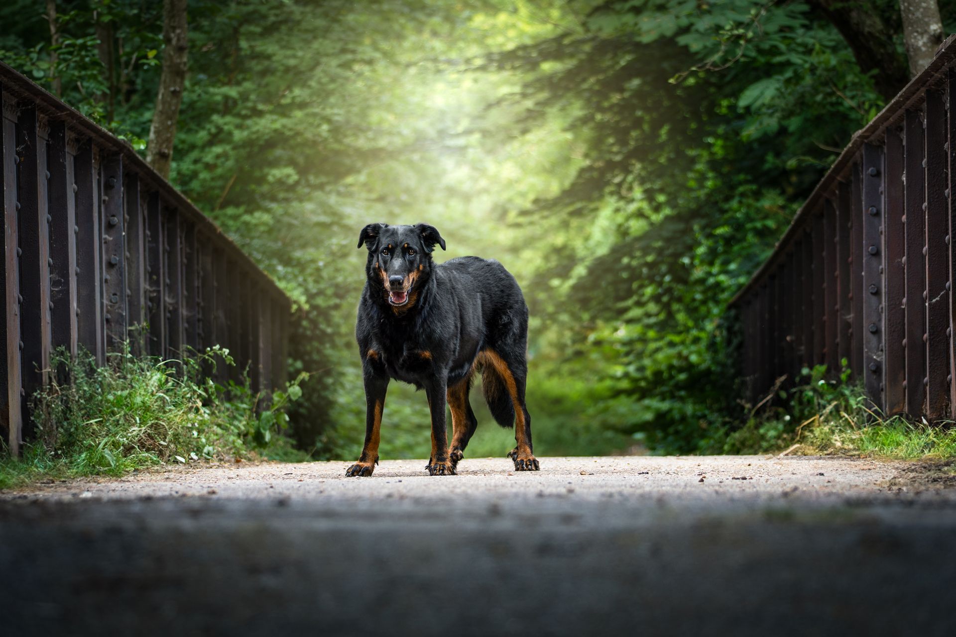 chien sensible