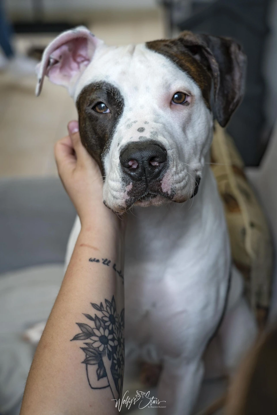 photographe chien