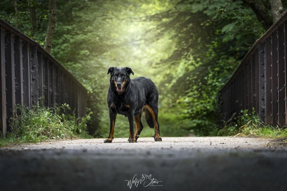 chien